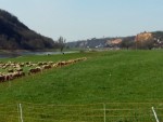 schafe-elbe-radweg-02-04-2016