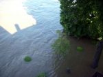 hochwasser-meissen-elbe-flut-blick-vom-toma-balkon-05-06-2013 (3)